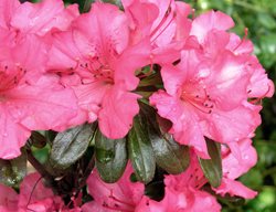 Girard’s Rose Azalea, Rhododendron Girard’s Rose, Evergreen Azalea
Garden Design
Calimesa, CA