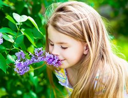 Girl Smelling Lilac Flowers, Fragrant Lilac Flowers
Shutterstock.com
New York, NY