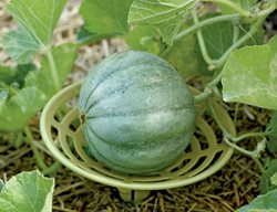 Give Melons & Pumpkins Support
Garden Design
Calimesa, CA