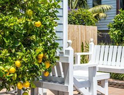 Give Your Citrus A Little Attention
Garden Design
Calimesa, CA