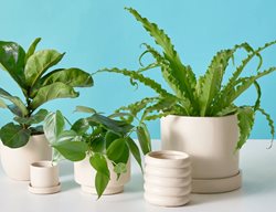 Give Your Houseplants A Refresh
Garden Design
Calimesa, CA