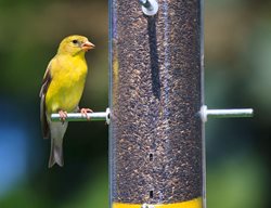 Give Your Property A Little Maintenance
Garden Design
Calimesa, CA