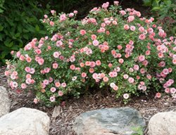 Give Your Roses Some Late-Season Care
Garden Design
Calimesa, CA