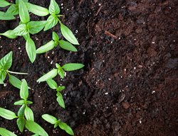Give Your Soil A Spring Boost
Garden Design
Calimesa, CA