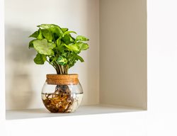 Glacier Reign Arrowhead Vine In Water, Syngonium Podophyllum
Proven Winners
Sycamore, IL