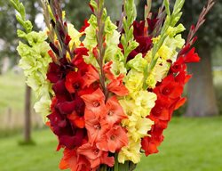 Glad Sunset Mix
Longfield Gardens
