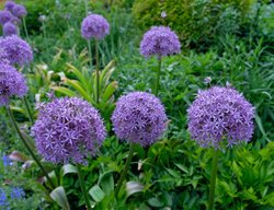 Gladiator Allium, Flowering Onion
Shutterstock.com
New York, NY