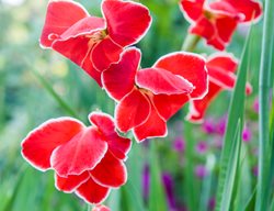 Gladiolus 'atom' 
Garden Design
Calimesa, CA
