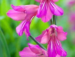 Gladiolus Communissubsp.by Zantinus 
Garden Design
Calimesa, CA
