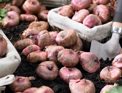 Gladiolus Corms, Gladiolus Bulbs
Longfield Gardens
