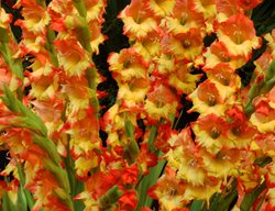Gladiolus Flower, Princess Margaret Rose
Alamy Stock Photo
Brooklyn, NY