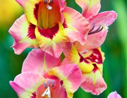 Gladiolus Flowers, Pink And Yellow Gladiolus Flowers
Garden Design
Calimesa, CA