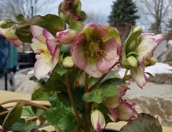 Glenda's Gloss Hellebore
Garden Design
Calimesa, CA