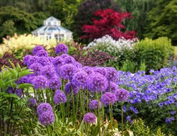 Globemaster Allium, Allium 'globemaster'
Shutterstock.com
New York, NY