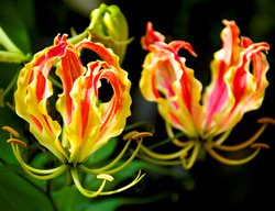 Gloriosa Superba Lily, Lily Flower
Garden Design
Calimesa, CA