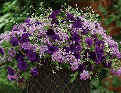 Glory Days Container Recipe, Purple Flowers
Proven Winners
Sycamore, IL