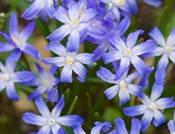 Glory Of The Snow, Chionodoxa Forbesii
Garden Design
Calimesa, CA