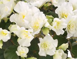 Glory White Begonia, Rieger Begonia, White Flower
Proven Winners
Sycamore, IL