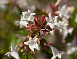 Glossy Abelia, Abelia Grandiflora
Garden Design
Calimesa, CA
