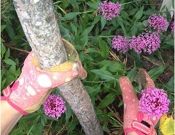 Gloves
Garden Design
Calimesa, CA