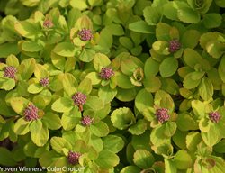 Glow Girl Spirea, Spiraea Betulifolia, Birch Spirea
Proven Winners
Sycamore, IL