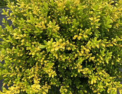 Glow Pop Holly, Ilex Crenata
Proven Winners
Sycamore, IL