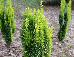 Glow Stick Holly, Ilex Crenata
Proven Winners
Sycamore, IL