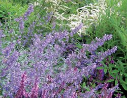 Goat’s Beard, Catmint, Salvia
Plant Paradise Country Gardens
Caledon, ON