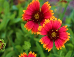 Goblin Gaillardia, Goblin Blanket Flower
Shutterstock.com
New York, NY