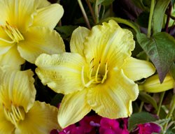 Going Bananas Daylily, Yellow Daylily, Hemerocallis Hybrid
Proven Winners
Sycamore, IL