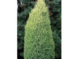 Gold Cone Common Juniper, Juniperus Commonis, Upright Shrub
Spring Meadow Nursery
Grand Haven, MI