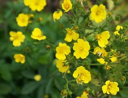 Gold Drop Potentilla, Potentilla Fruticosa, Shrubby Cinquefoil
Shutterstock.com
New York, NY