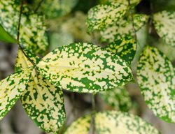 Gold Dust Dracaena, Dracaena Surculosa
Shutterstock.com
New York, NY