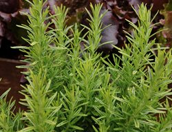 Gold Dust Rosemary, Variegated Rosemary Plant
Millette Photomedia
