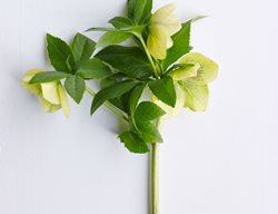 Gold Finch
Garden Design
Calimesa, CA