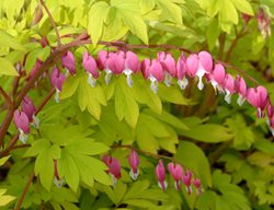 Gold Heart Bleeding Heart, Pink Flowers, Dicentra Spectabilis
Proven Winners
Sycamore, IL