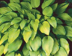 Gold Stan
Garden Design
Calimesa, CA