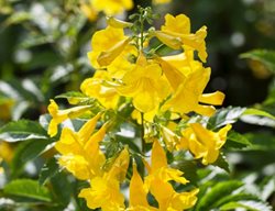 Gold Star Tecoma, Yellow Bells
Millette Photomedia
