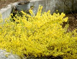 Gold Tide Forsythia, Forsythia Hybrid, Small Shrub
Spring Meadow Nursery
Grand Haven, MI