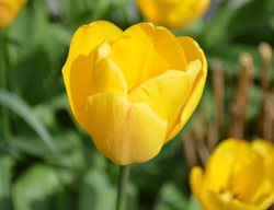Golden Apeldoorn Tulip, Yellow Tulip
Shutterstock.com
New York, NY