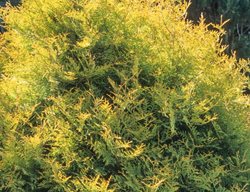 Golden Arborvitae, Thuja Rheingold 
Millette Photomedia

