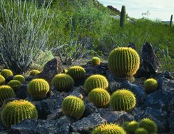  Golden Barrel Cactus, Southwest, Native Plant
Garden Design
Calimesa, CA