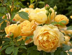 Golden Celebration Roses, Yellow Roses, Rose Bush
Garden Design
Calimesa, CA