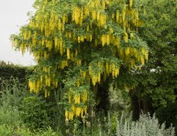 Golden Chain Tree, Laburnum X Watereri
Shutterstock.com
New York, NY