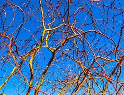 'golden Curls' Corkscrew Willow Tree, Salix Hybrid
Shutterstock.com
New York, NY