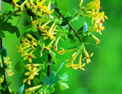 Golden Currant, Pacific Northwest Native
Garden Design
Calimesa, CA