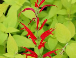 Golden Delicious Pineapple Sage, Pineapple Salvia, Salvia Elegans
Proven Winners
Sycamore, IL