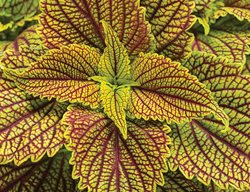 Golden Dreams Coleus, Gold And Red Leaves
Proven Winners
Sycamore, IL