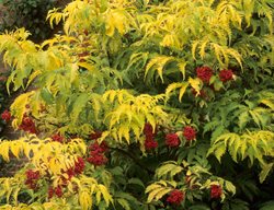 Golden Elderberry, Sambucus Canadensis Aurea
Alamy Stock Photo
Brooklyn, NY