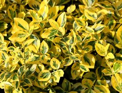 Golden Euonymus, Variegated Leaves, Evergreen Shrub
Shutterstock.com
New York, NY